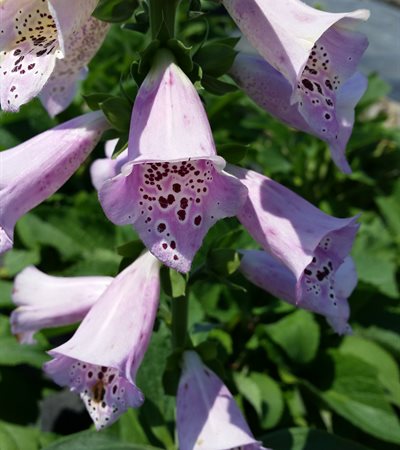 Foxglove Camelot Lavender